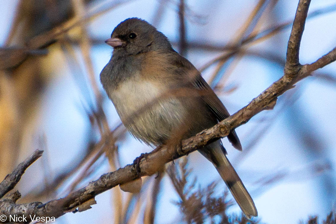 Dark Eyed Junco
